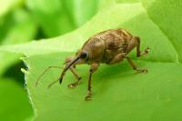 Curculio nucum