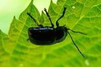 Cryptocephalus