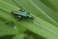 Oedemera nobilis