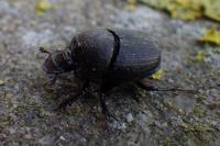 Onthophagus verticicornis