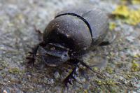 Onthophagus verticicornis