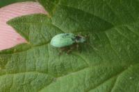 Polydrusus impressifrons