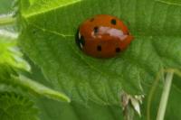Coccinella septempunctata
