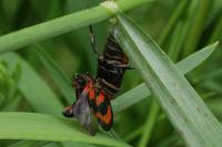 Cantharis rustica