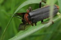 Cantharis rustica