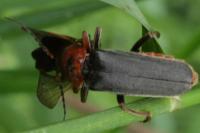 Cantharis rustica