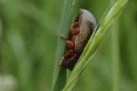 Chrysolina bankii