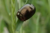 Chrysolina bankii