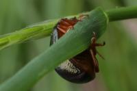 Chrysolina bankii
