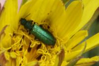 Psilothrix viridicoerulea