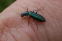 Psilothrix viridicoerulea