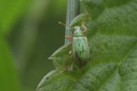 Polydrusus impressifrons