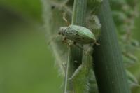 Polydrusus impressifrons