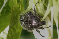 Oxythyrea funesta