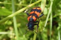 Trichodes alvearius