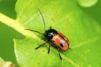 Cryptocephalus bipunctatus