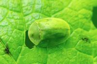 Cassida viridis