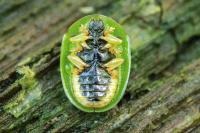 Cassida viridis