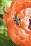 Oedemera nobilis