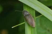 Agriotes lineatus