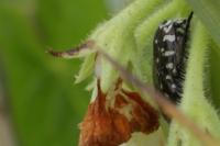 Oxythyrea funesta