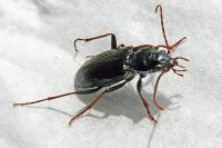 Nebria salina