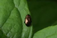 Crepidodera