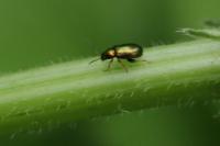 Crepidodera