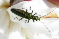 Oedemera nobilis