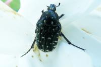 Oxythyrea funesta
