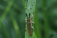 Agapanthia villosoviridescens