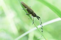 Agapanthia villosoviridescens