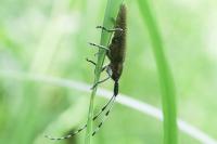 Agapanthia villosoviridescens