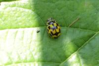 Propylea quatuordecimpunctata