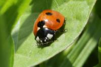Coccinella septempunctata
