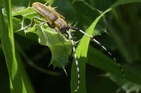 Agapanthia villosoviridescens
