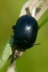 Chrysolina fuliginosa