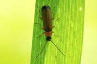 Rhagonycha lutea