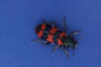 Trichodes alvearius