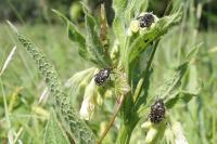 Oxythyrea funesta