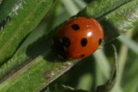 Coccinella septempunctata