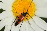 Stenurella bifasciata