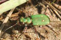 Cicindela campestris