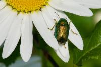 Cryptocephalus
