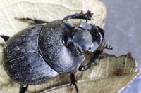 Onthophagus verticicornis