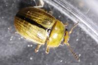 Gonioctena olivacea