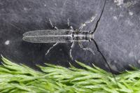 Calamobius filum