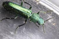 Psilothrix viridicoerulea