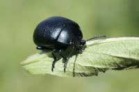 Chrysolina fuliginosa