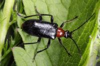 Dinoptera collaris